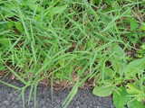 A type of grass with small blades, growing among other plants