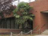 A large windmill palm tree growing outside a modern brick building, just taller than the 1-story building, with lush foliage
