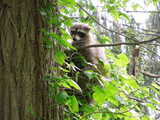 A raccoon in a tree, next to a thick trunk and behind a poison ivy vine