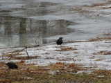 Two rusty blackbirdss on an ice-covered grassy area