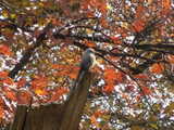 A scissor-tailed flycatcher, a kingbird-like bird with a very long tail, perched on a dead tree among dense fall foliage
