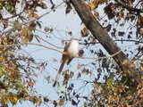 A scissor-tailed flycatcher, a kingbird-like bird with a very long tail, perched among fall foliage
