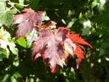 Deeply lobed, serrated maple leaves, a dark red color