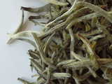 Silver needle white tea, showing silvery tea leaf tips covered in downy white hairs