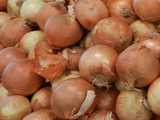 Spanish onions, yellow onions, for sale in a large bin
