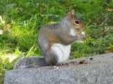 A squirrel on a gravestone, eating a nut