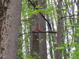 A bright red bird, summer tanager, perched on a horizontal branch in a hardwood forest