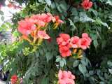 Photo of Trumpet Vine Leaves and Flowers, long compound leaves with opposite leaflefs, and red-orange trumpet-shaped flowers in clusters