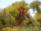 A willow tree in wetlands, with yellowing leaves, and a cascade of intense red-colored vines in it