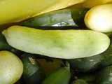 A white cucumber, with a little greenish and yellowish, with green cucumbers under it, in a yellow bin