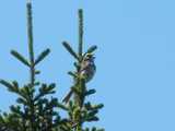 A white-throated sparrow singing, perched on the top of a spruce tree, against blue sky