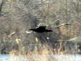 A wild turkey flying over wetlands, with reeds in foreground, water, and a blur of bare vegetation in the background