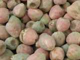 Xoconostle, small cactus pears with pink and light green color, with light, dusty-looking skin.