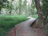 A wooden zigzag path in an open forest