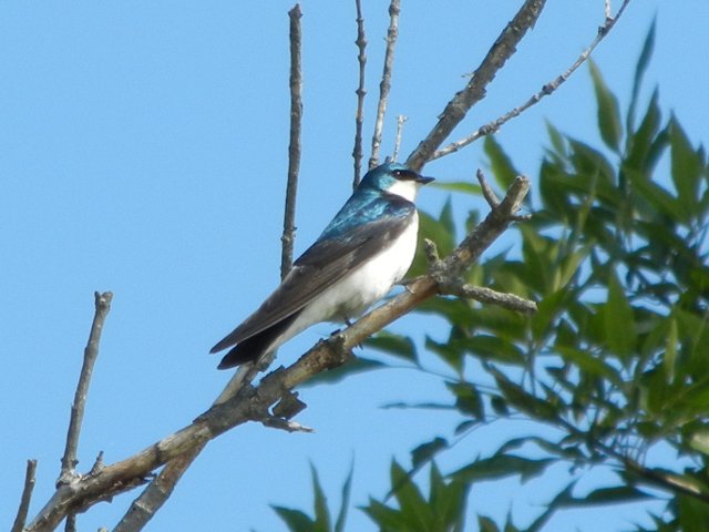 A tree swallow, showing shiny blue top, grayish wings, and white breast, perched on a dead branch, with foliage of a tree behind, against a bright blue sky