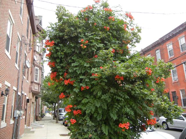 A small city street with three story red brick rowhouses, with a massive trumpet vine growing on something like a street tree, with dark green foliage and bright reddish-orange trumpet-shaped flowers
