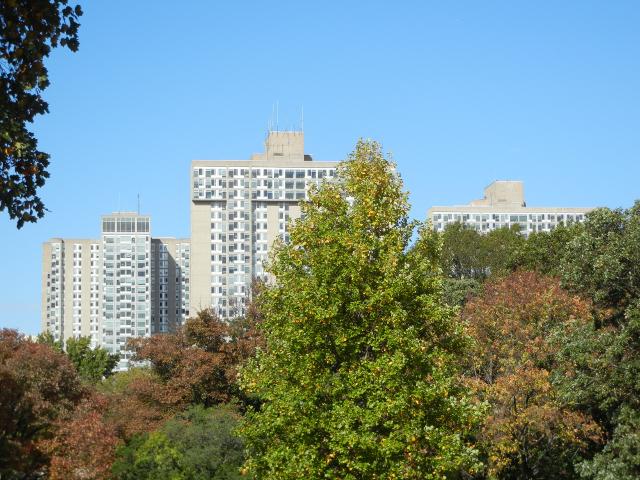 Three high-rise buildings behind trees showing the beginnings of fall color