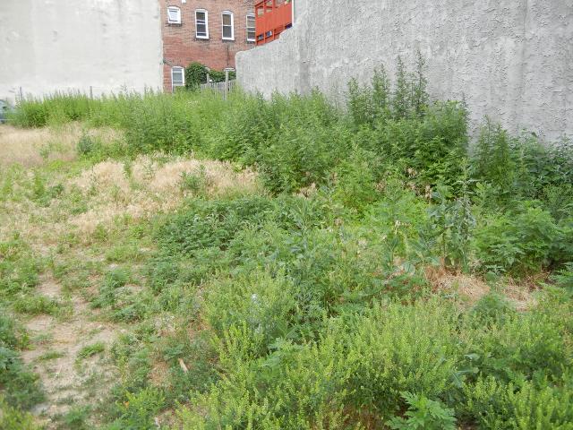 Vacant lot showing numerous weedy plants, some exposed ground, and two bare walls along the back, with a brick house viewable behind