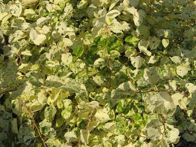 Variegated Japanese knotweed, with a dense tangle of foliage and stems, showing mostly white leaves with green flecks, some yellowish leaves, and pink or red on the stalks where the leaves branch off