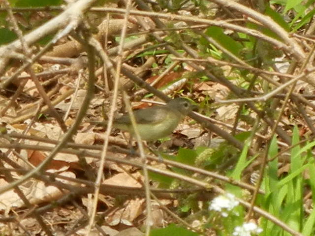 Warbling vireo, a small, drab gray bird, climbing among branches