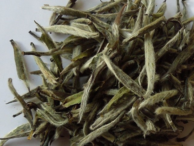 Silvery downy tips of tea