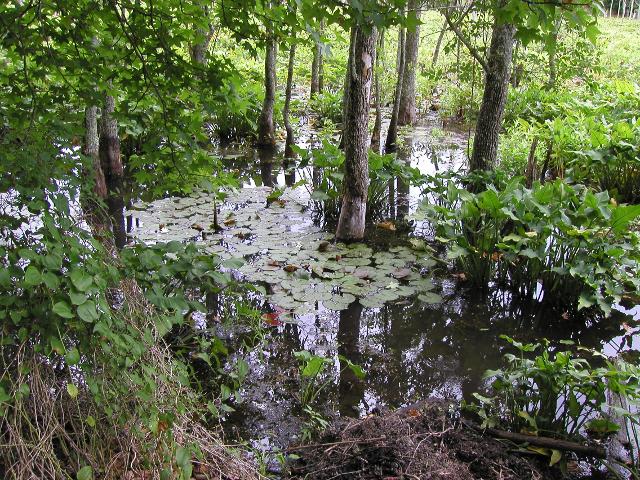 Water showing water lily leaves, trees, and various wetland plants