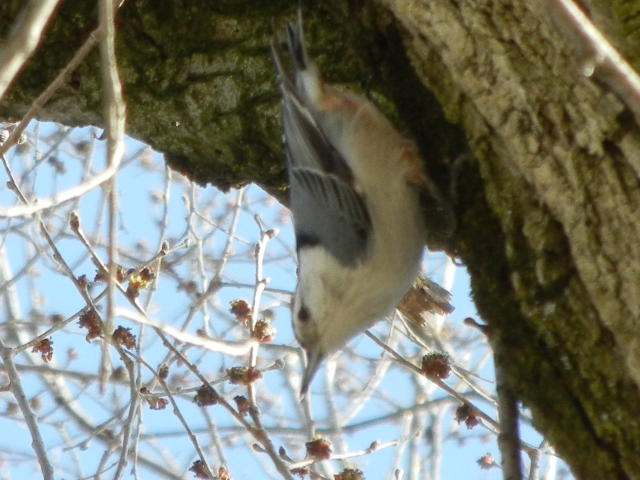 White-breasted nuthatch, climbing down a tree trunk, upside down