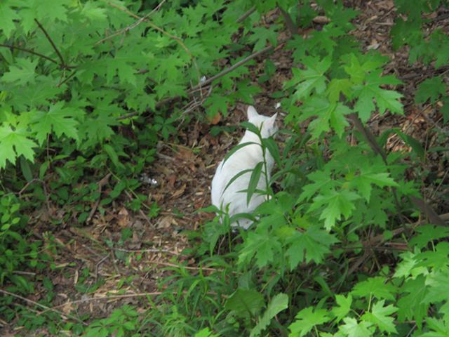 A white cat lurking in foliage, mostly that of young silver maple saplings