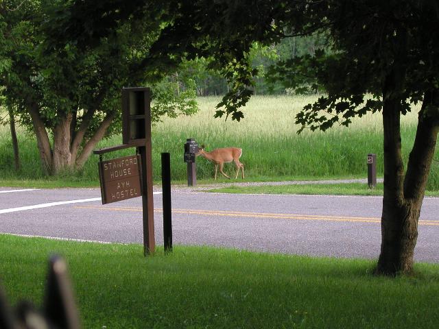 A white-tailed deer, with grass in the background, and trees int he foreground.