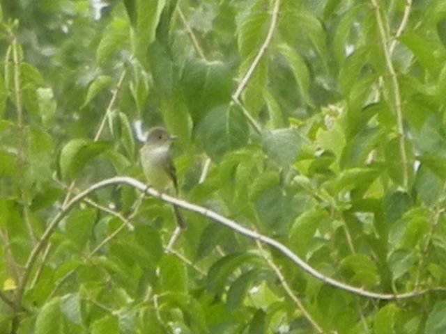 A willow flycatcher, perched on a bare branch, with dense bright green leaves in the background