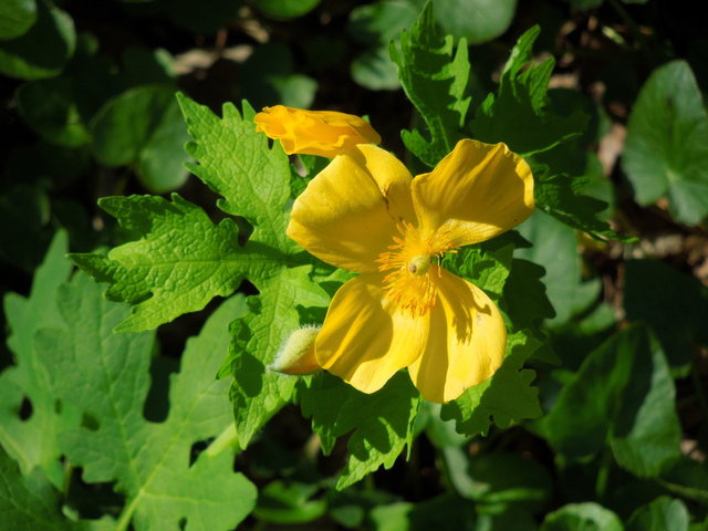 A large yellow flower with four petals, in sunlight, with deeply lobed green foliage behind