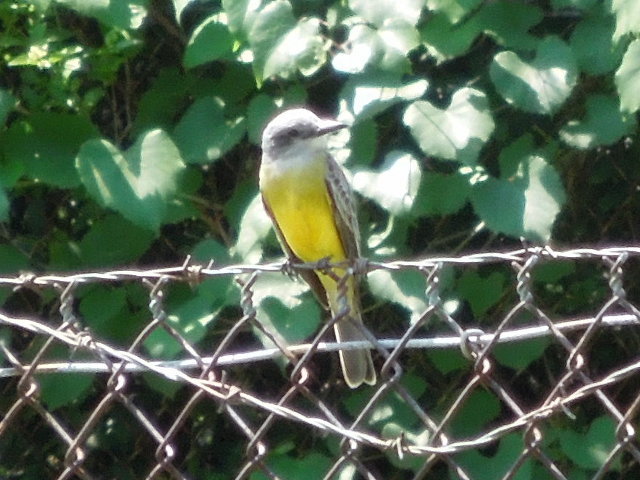 A yellow-bellied Kingbird, unidentified species