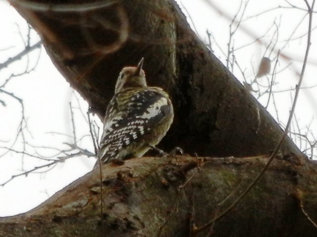 Juvenile yellow-bellied sapsucker on a thick tree branch, showing black back with white spots and yellow sttreaking, yellowish breast, and a faint hint of red on the top of its head