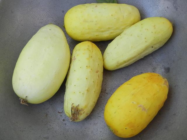 Small yellow cucumbers, one dark yellow, the others pale yellow, most slightly wider than pickling cucumbers but similar in size and shape