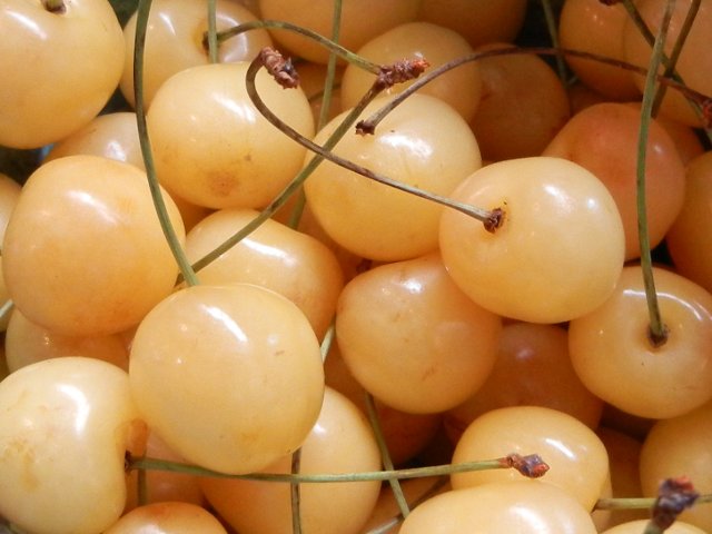 Pale yellow cherries with thin green stems