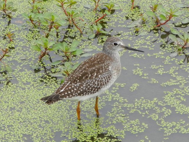A yellowlegs sandpiper standing in water with vegetation.