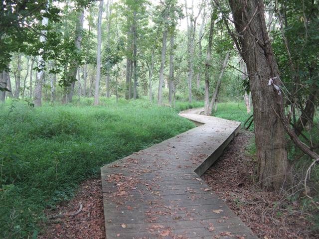 A wooden zigzag path in an open forest